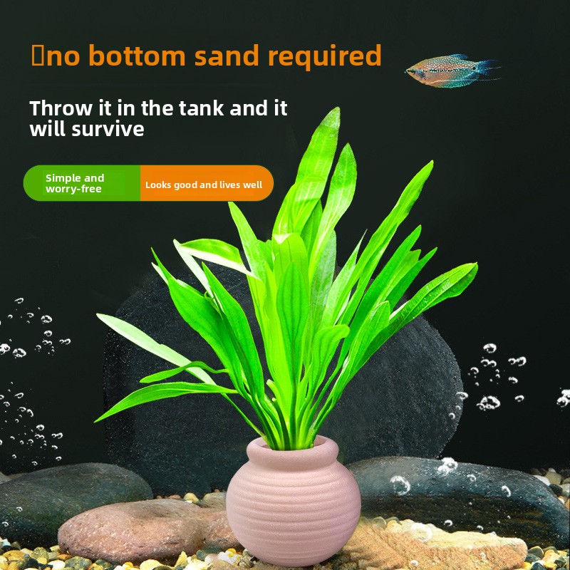 cmomo 수족관 식물 고정용품 - 줄기식물, 자바 펀 - Planted Aquarium Anubias 리뷰 및 가격