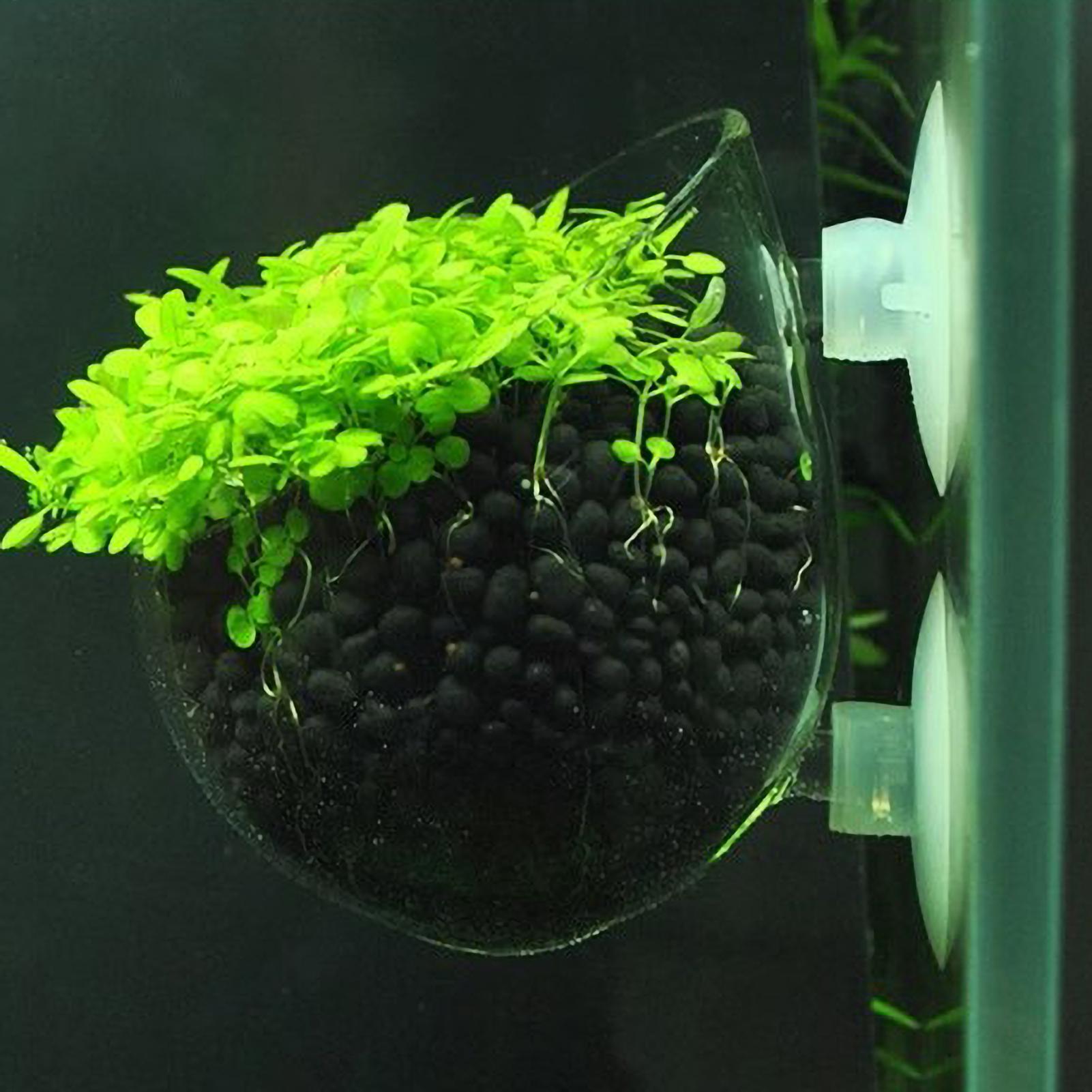 수족관 식물 홀더 유리 수생 식물 화분 흡착판 포함 생 - Aquarium Plant Growth 리뷰 및 가격