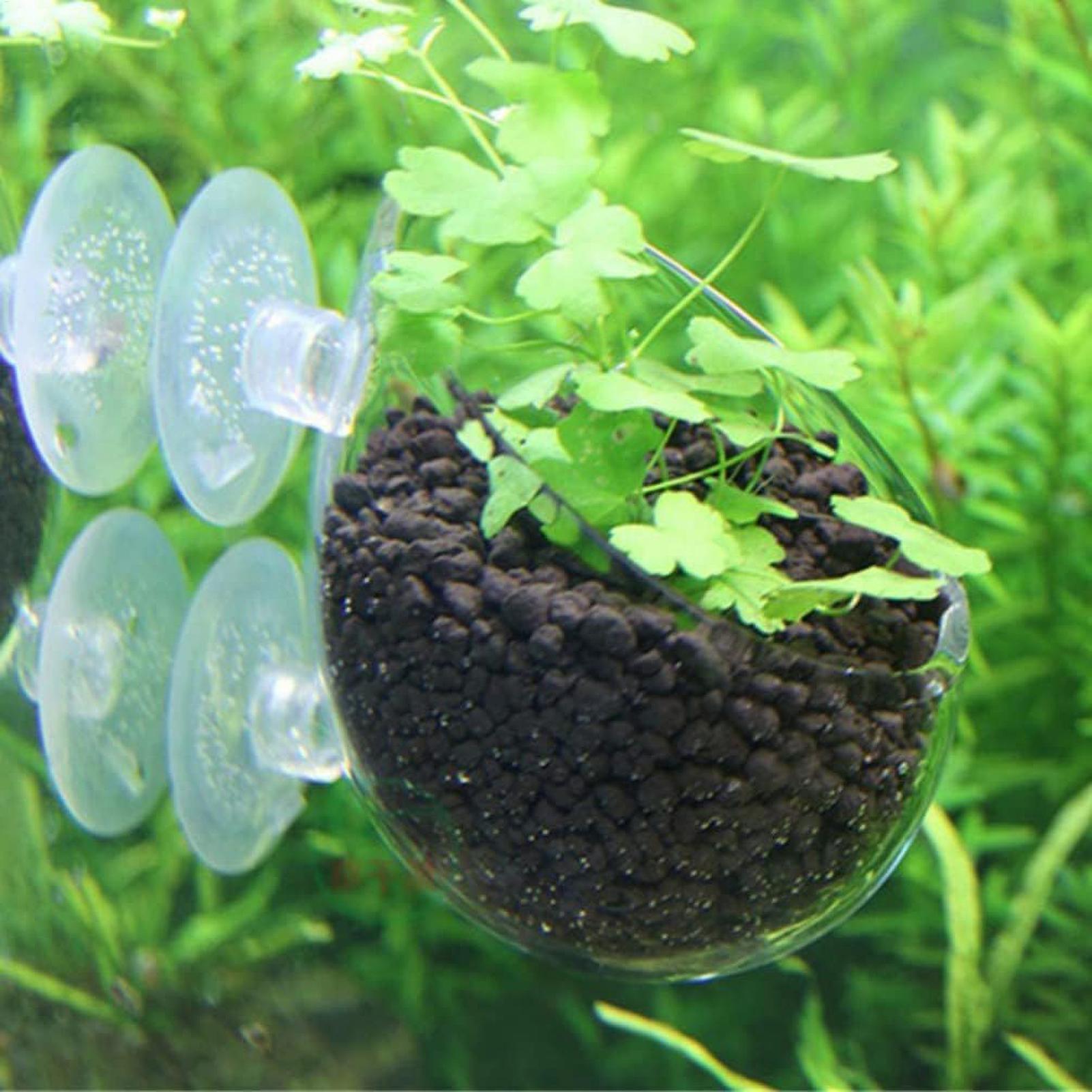 수족관 식물 홀더 유리 수생 식물 화분 흡착판 포함 생 - Aquarium Plant Growth 리뷰 및 가격
