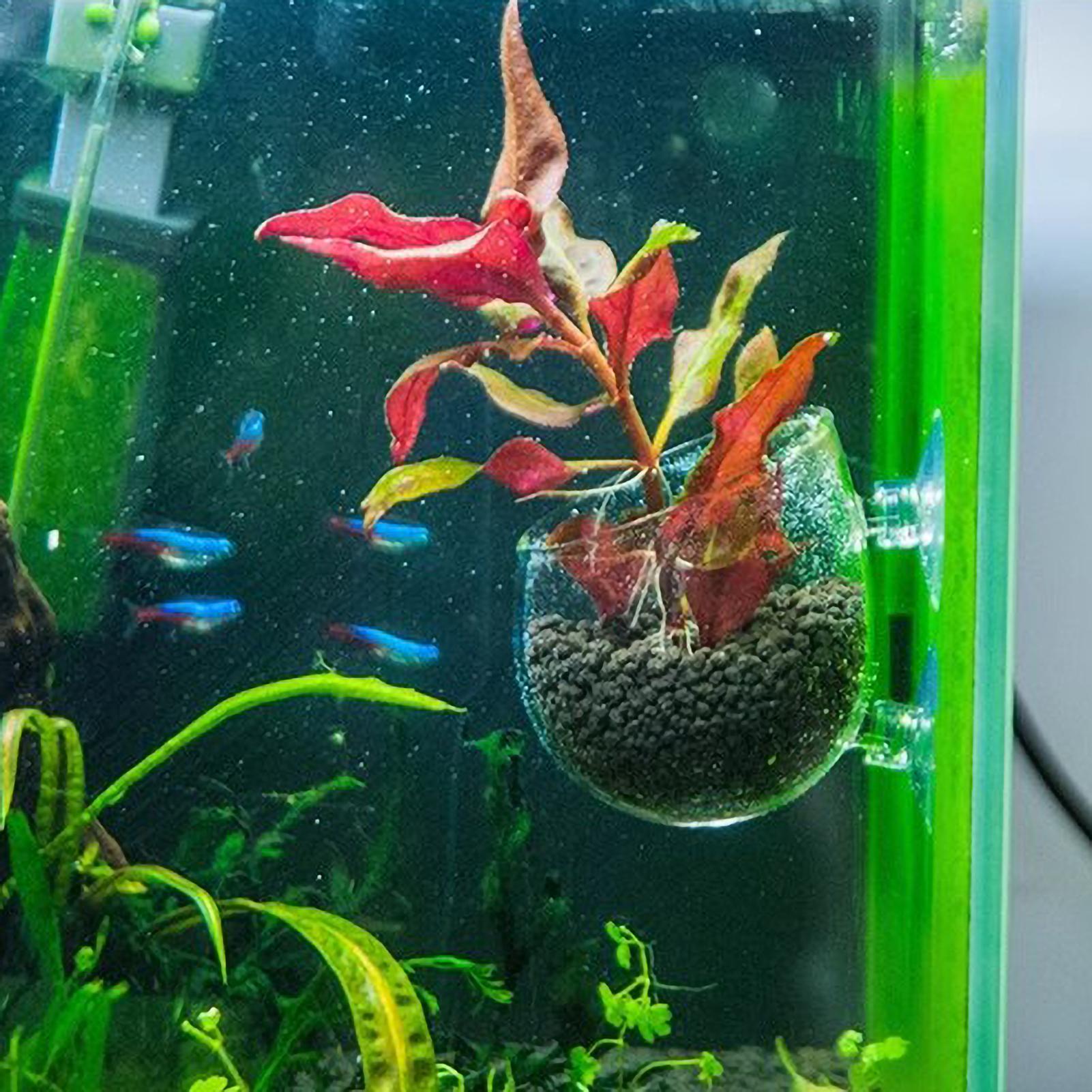 수족관 식물 홀더 유리 수생 식물 화분 흡착판 포함 생 - Aquarium Plant Growth 리뷰 및 가격
