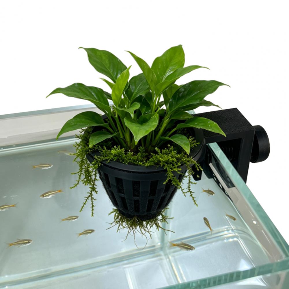수초 홀더 어항 식물 홀더, 나사 클램프 상단 걸이형  - Planted Aquarium Anubias 리뷰 및 가격
