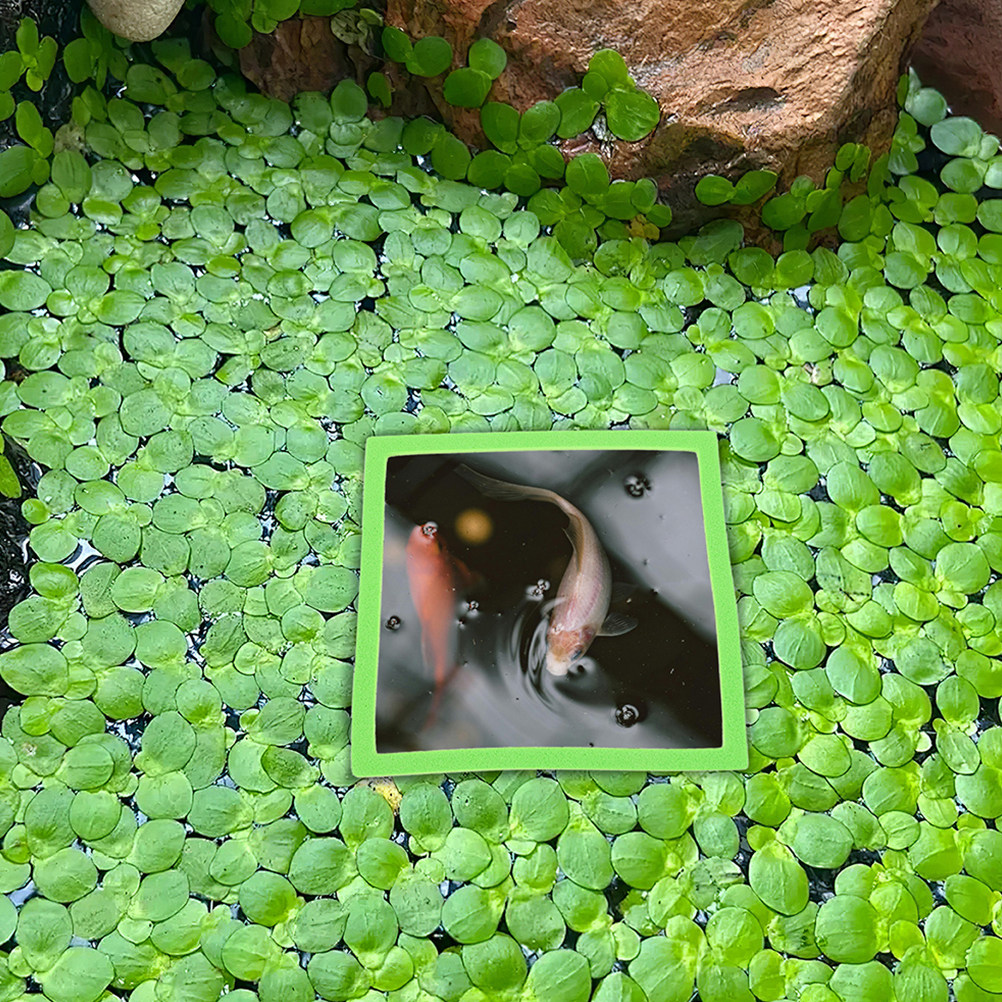 10개입 수족관 플로팅 링 식물 홀더 플로팅 배리어 베 - Planted Aquarium For Betta 리뷰 및 가격