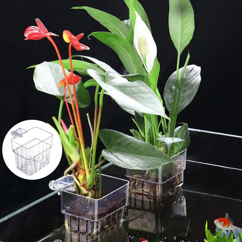 다기능 물고기 수족관 물 잔디 심기 컵, 사육 격리 상 - Planted Aquarium With Fish 리뷰 및 가격