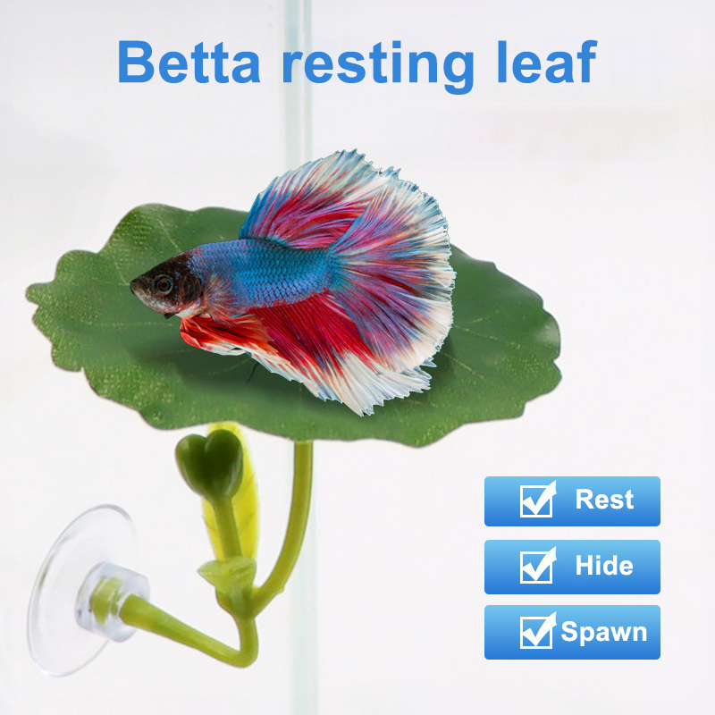 베타 물고기용 스트레스 감소 장치, 수족관 안전 장식품 - Planted Aquarium For Betta 리뷰 및 가격